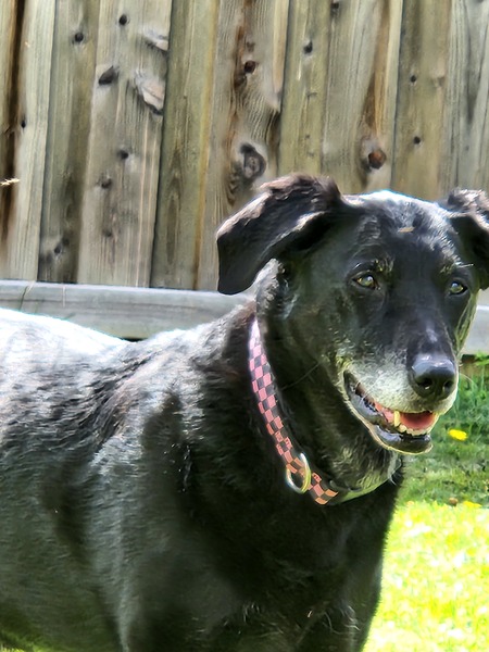Gracie