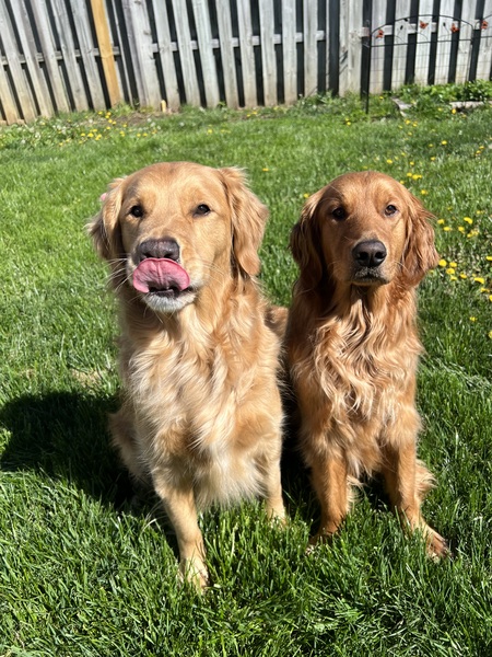 Chicken Nugget & Moose 