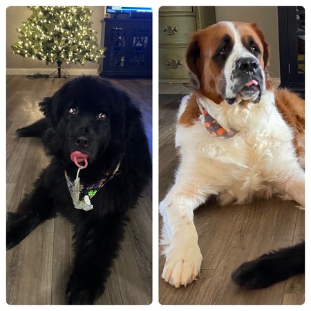 Nellie & Samson
