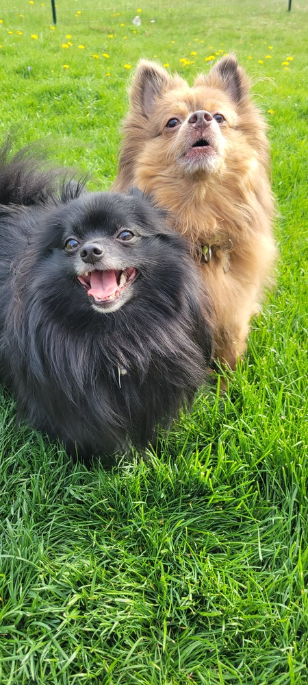 Koda and Eros