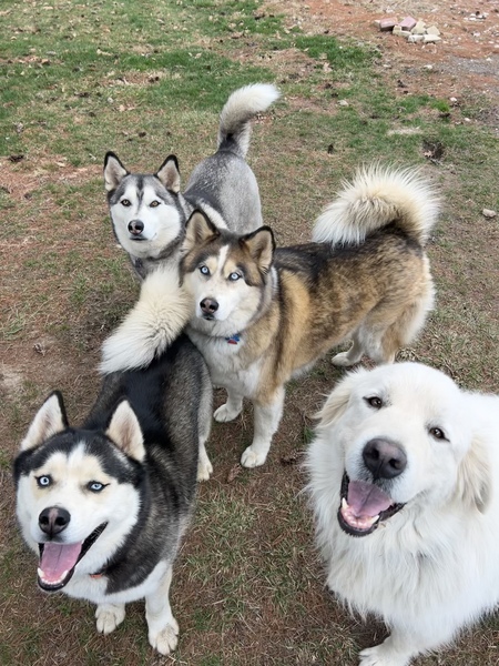 Ranger, Timber, Major & Mence