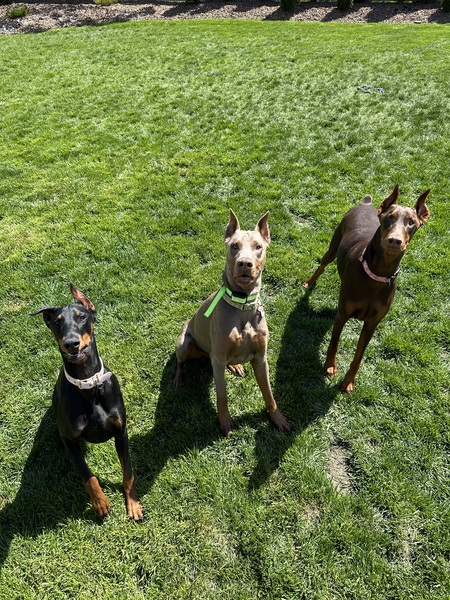 Chi, Frankie, + Lisa