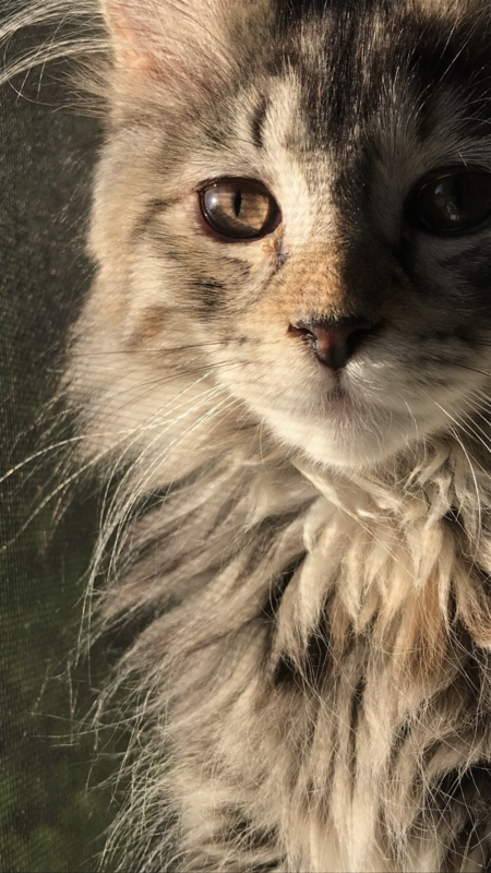 Misty