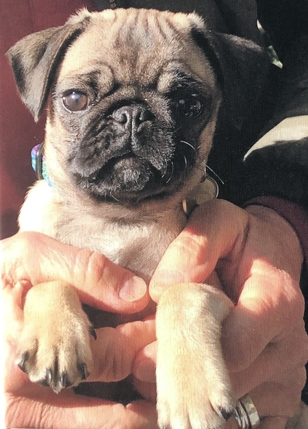 Gus