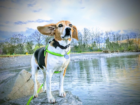 Baylee