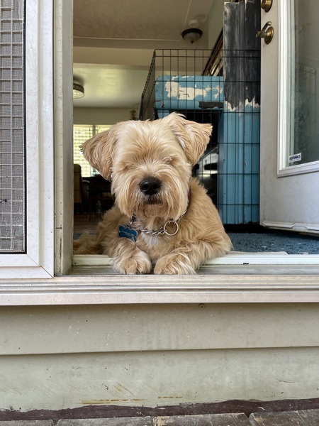 Yogi