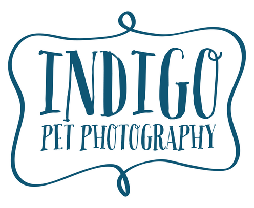 https://indigopetphotography.com/