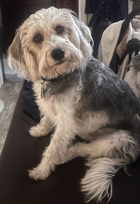 Entry image for Buster. Clicking this image will show a larger photo
