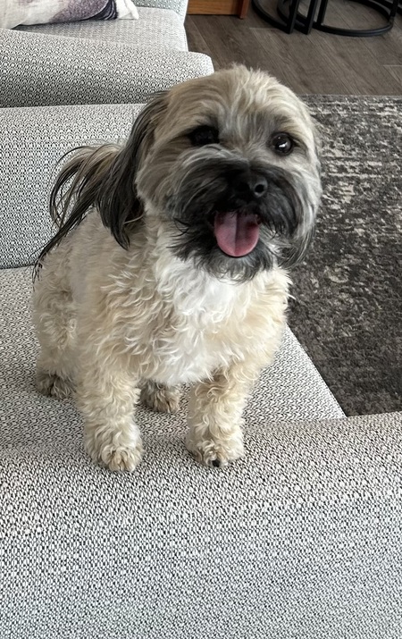Teddy