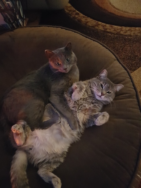 Smokey and Tiggs 