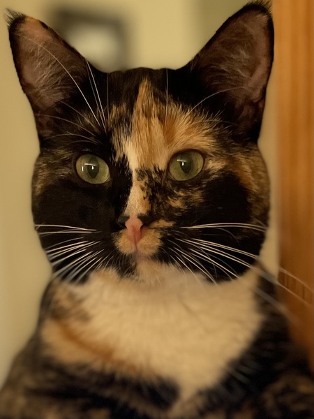 Callie “Calico “