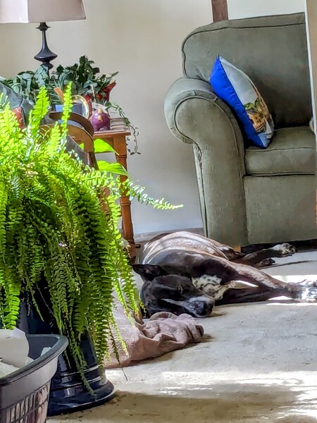 Resting in the Sunlight
