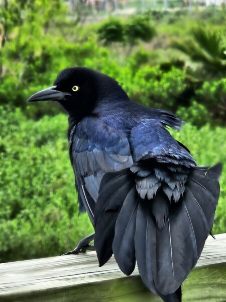 Ruffled Feathers