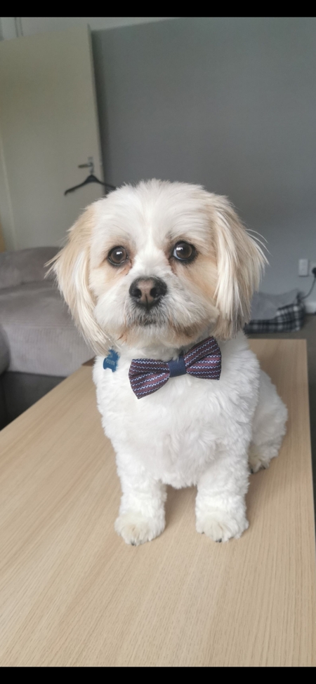 Toby