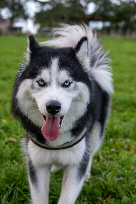 Loki