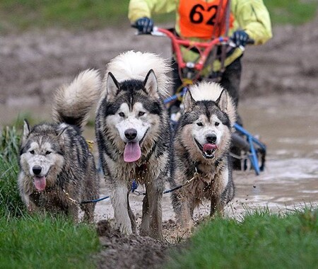 Fergus, Finn and Ice
