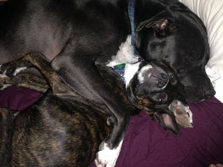 Kenya & Shiner