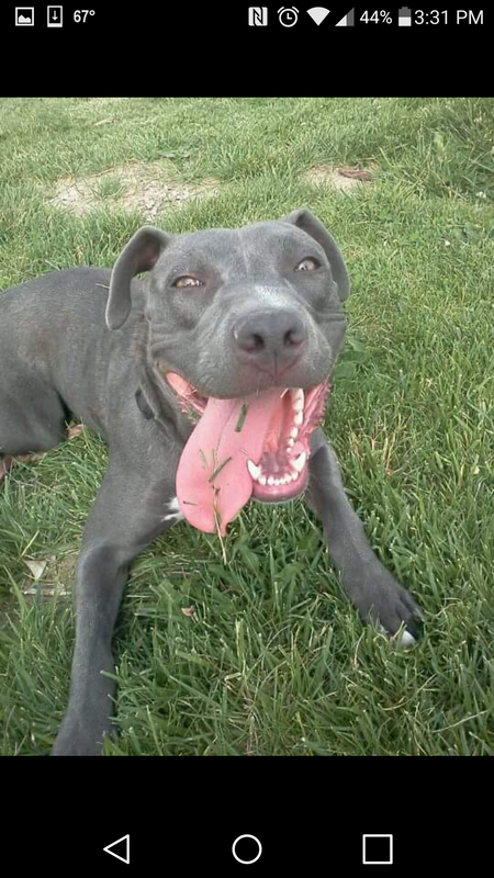 Stella Blue
