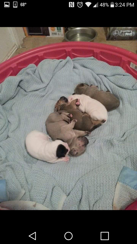 Magnolia's puppies
