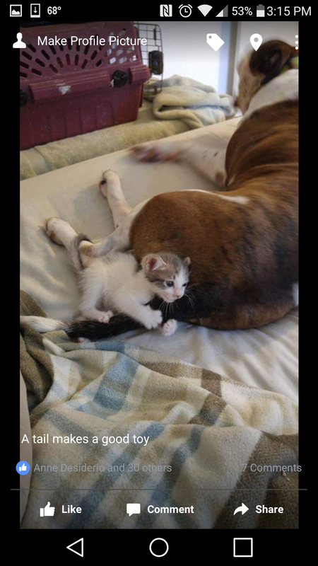 Piggy and Pebbles