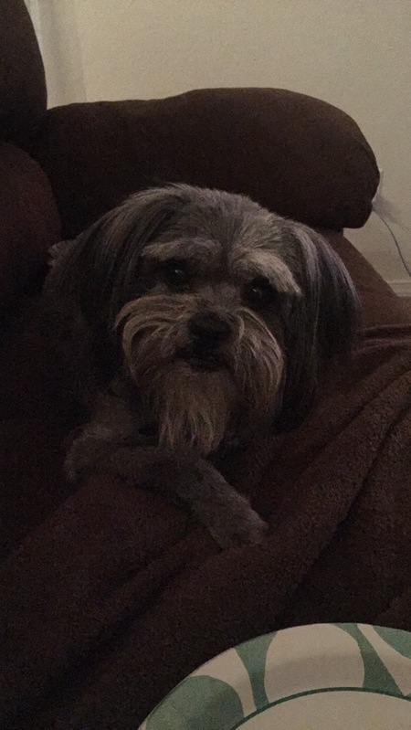 Ziggy
