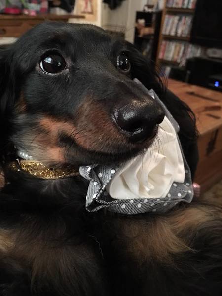 Princess Jett