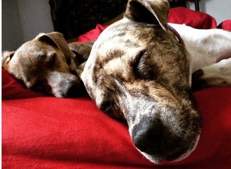 Bug and Stormy