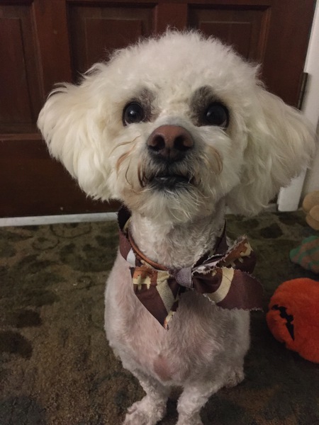 Cooper
