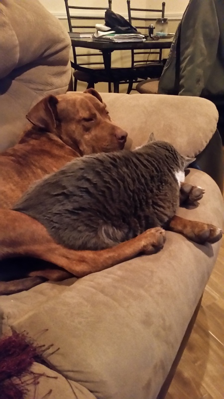 Brunson (dog) Murphy (cat)