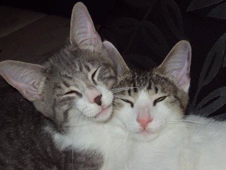 Thor and d'Artanian