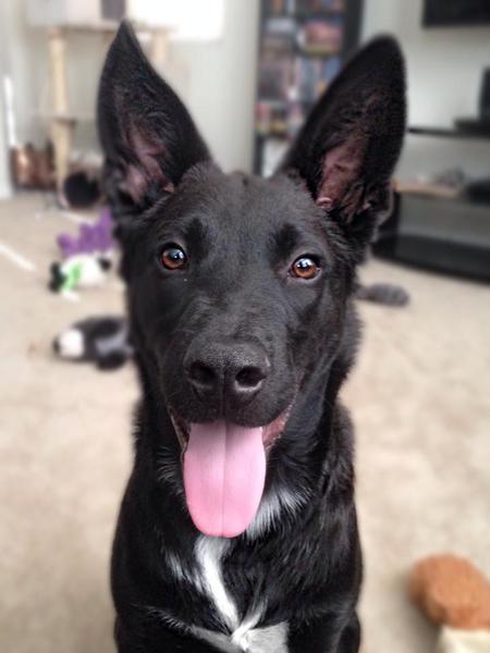Koda