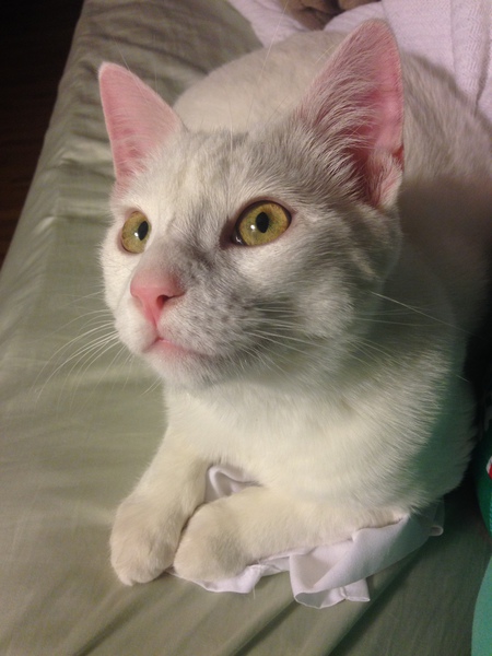 BamBam