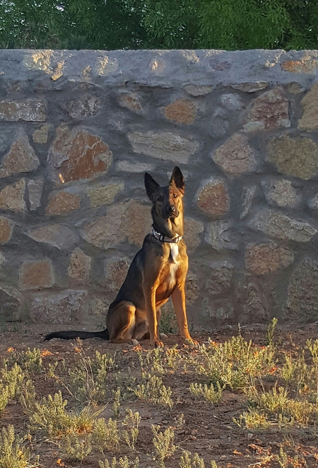 Argos