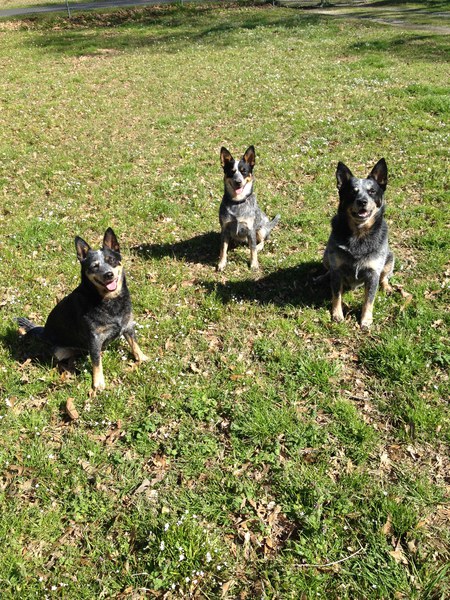 Stitch James, Ziva Ray, Vada Louise