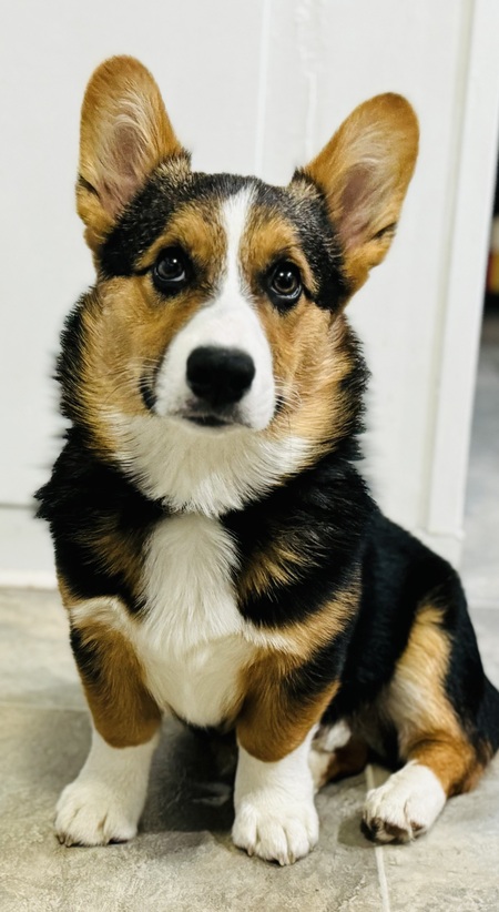 Harvey 