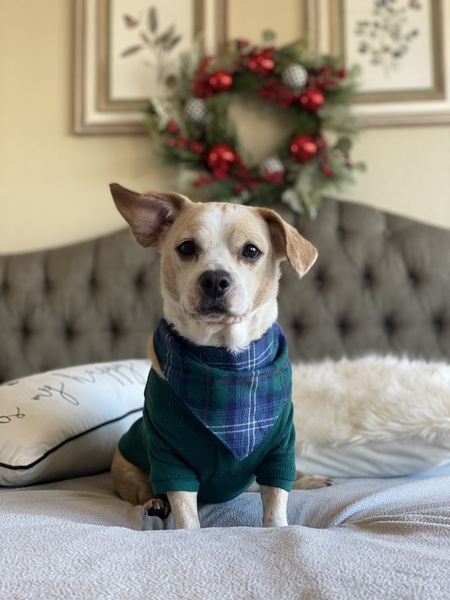 Louie
