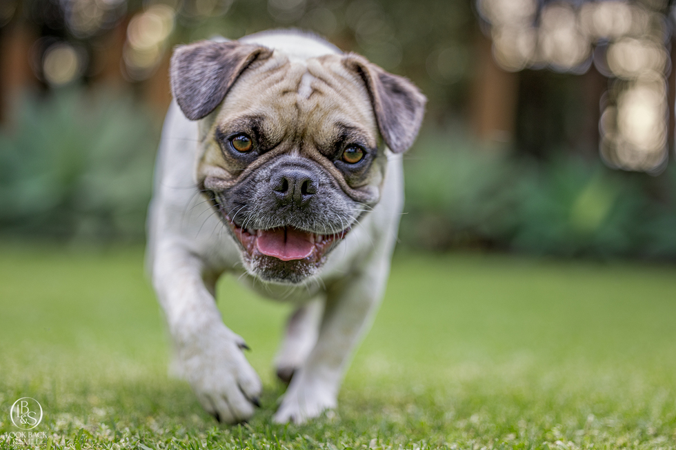 Vote for Ralphy Albany Animal Welfare Calendar Contest 2025 by Look Back and Smile