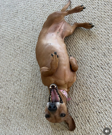 Winnie (Wiener schnitzel)