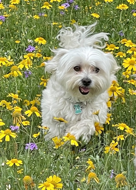 Buddy