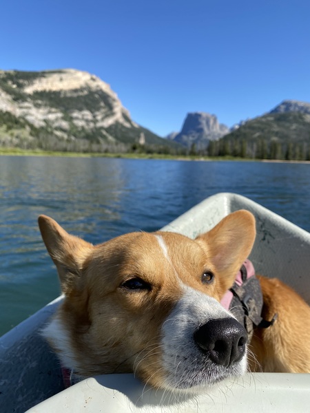 Darren - The Corgi
