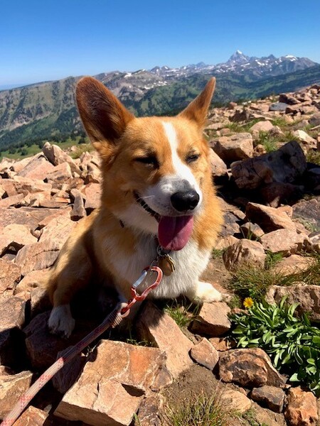 Hank the Corgi