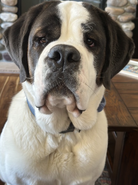 Roxi 