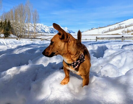 Augie 