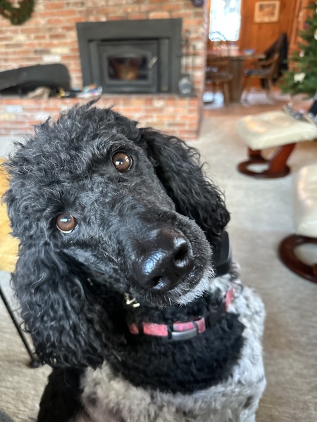 Daisy