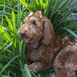 Entry image for Ruby