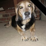 Entry image for Ziggy