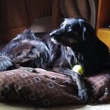 Entry image for Jazzy