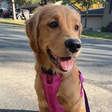 Entry image for Sammie