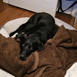 Entry image for Smokey