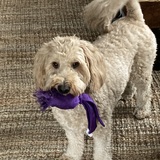 Entry image for Louie